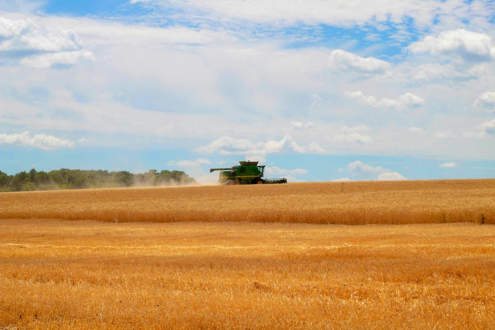 Combine harvester in golden wheat field