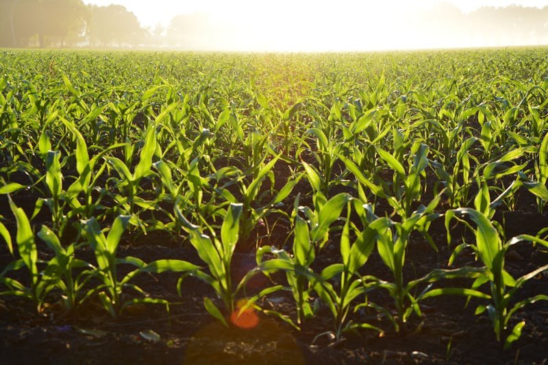 Green corn field with morning sunlight