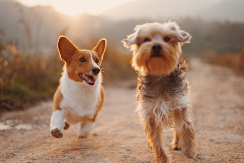 Dogs representing the pet food ingredient market