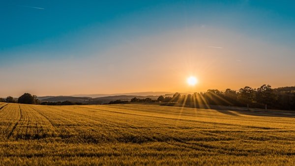 Golden grain field ready for harvest