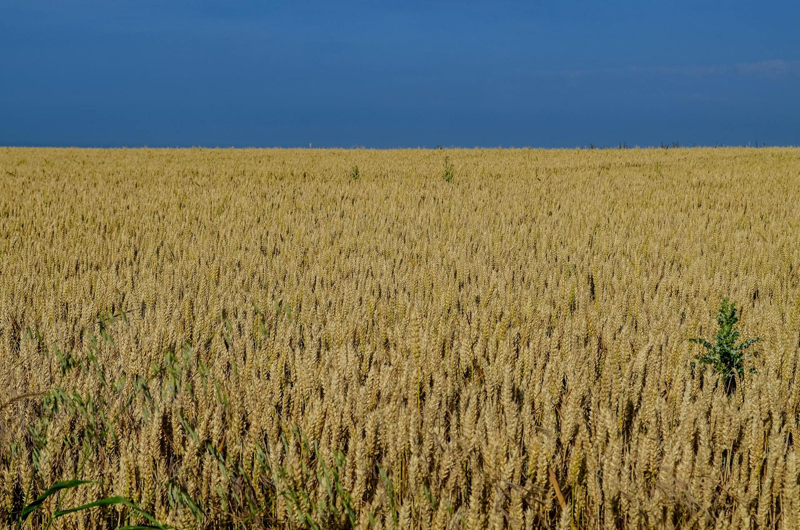 Expansive golden wheat field under clear sky