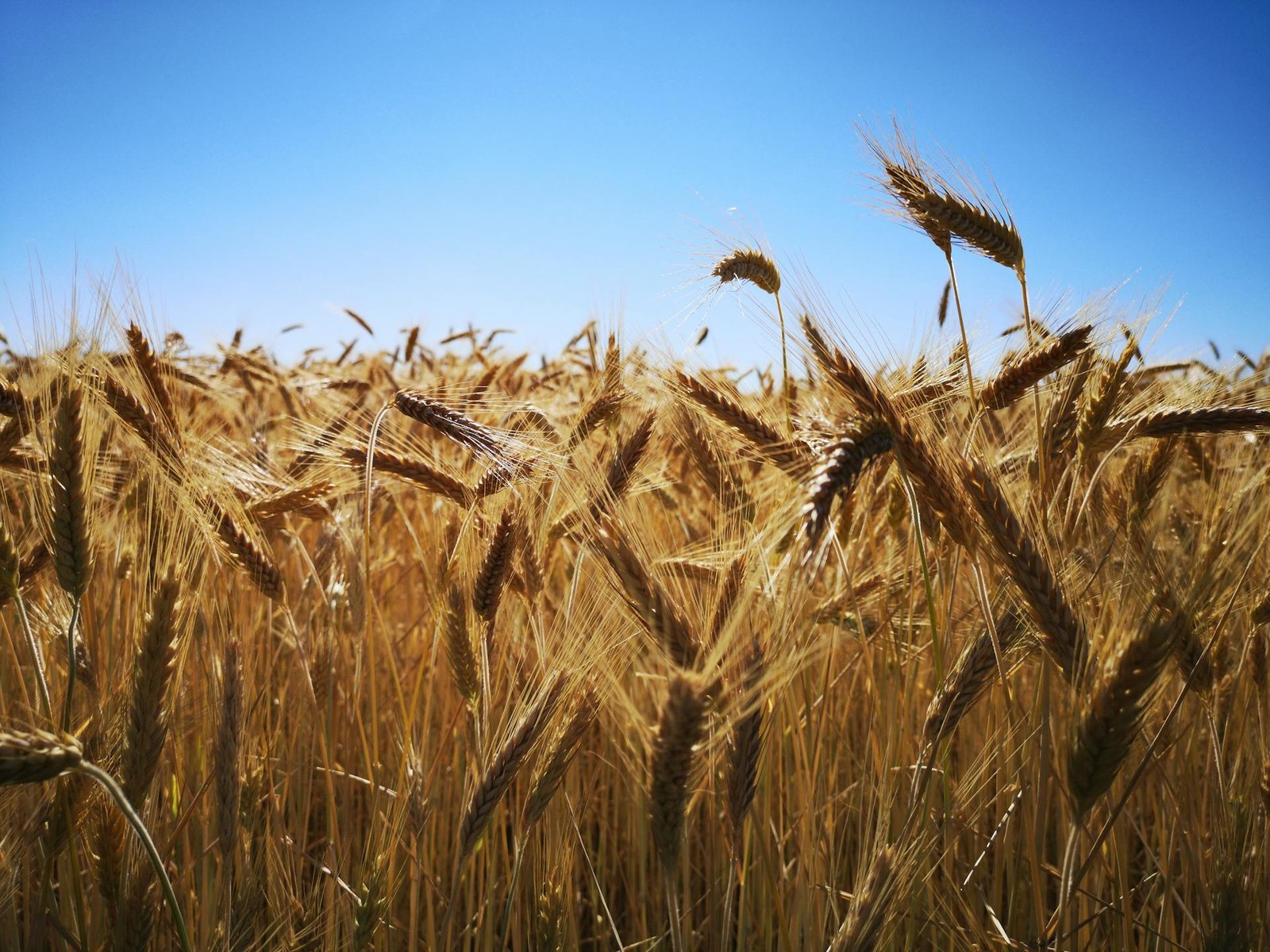 Golden wheat stalks ready for harvest